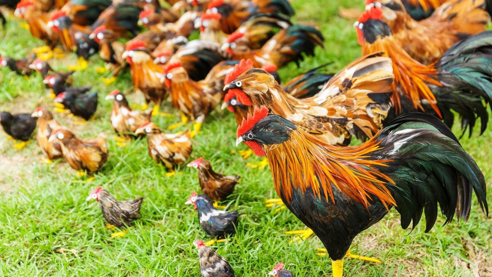 Country Chicken (Desi Murgi) Farming